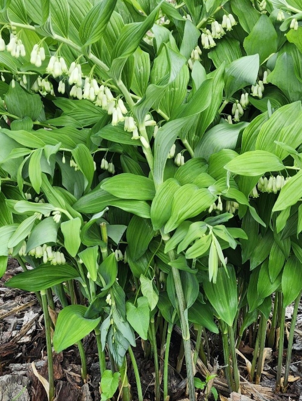 Jake Key  Cover Free Perennial Plant Solomons Seal
